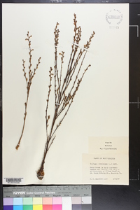 Epifagus virginiana image