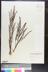 Epifagus virginiana image