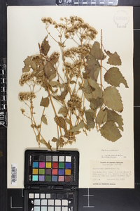 Ageratina aromatica image