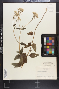 Ageratina aromatica image