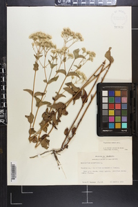 Ageratina aromatica image