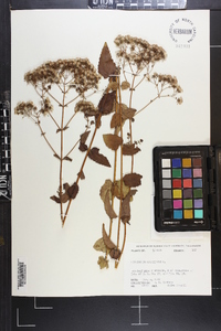 Ageratina aromatica image