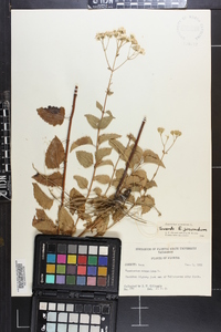 Ageratina aromatica image