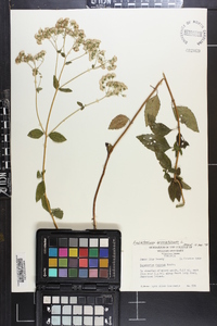 Ageratina aromatica image