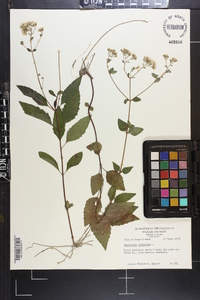 Ageratina aromatica image