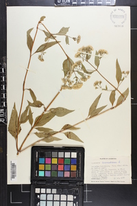 Ageratina aromatica image