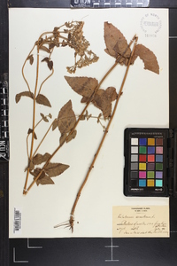 Ageratina aromatica image