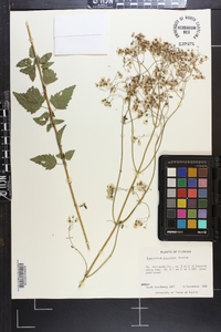 Ageratina jucunda image