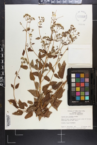 Ageratina jucunda image