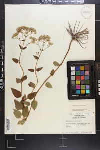 Ageratina jucunda image