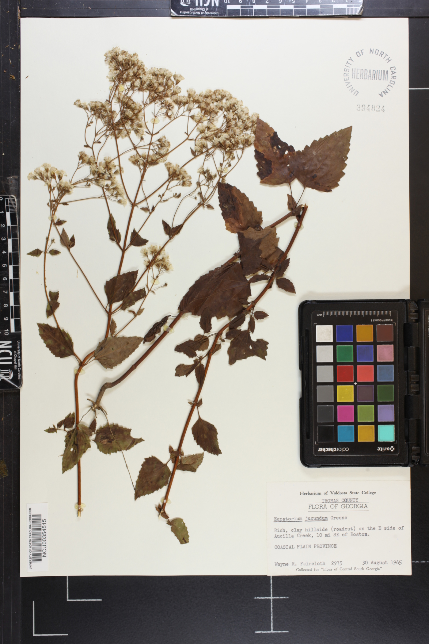 Ageratina jucunda image