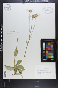 Arnica acaulis image