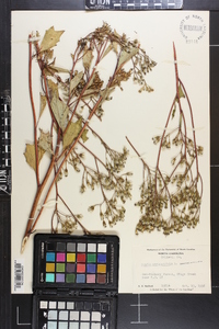 Arnoglossum atriplicifolium image