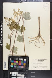 Arnoglossum atriplicifolium image