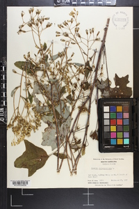 Arnoglossum atriplicifolium image