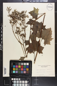 Arnoglossum atriplicifolium image