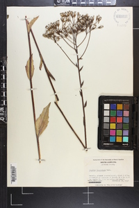 Arnoglossum ovatum image