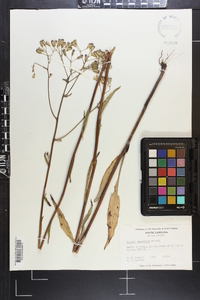 Arnoglossum ovatum image