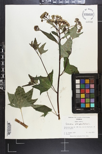 Arnoglossum atriplicifolium image