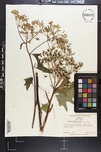 Arnoglossum atriplicifolium image