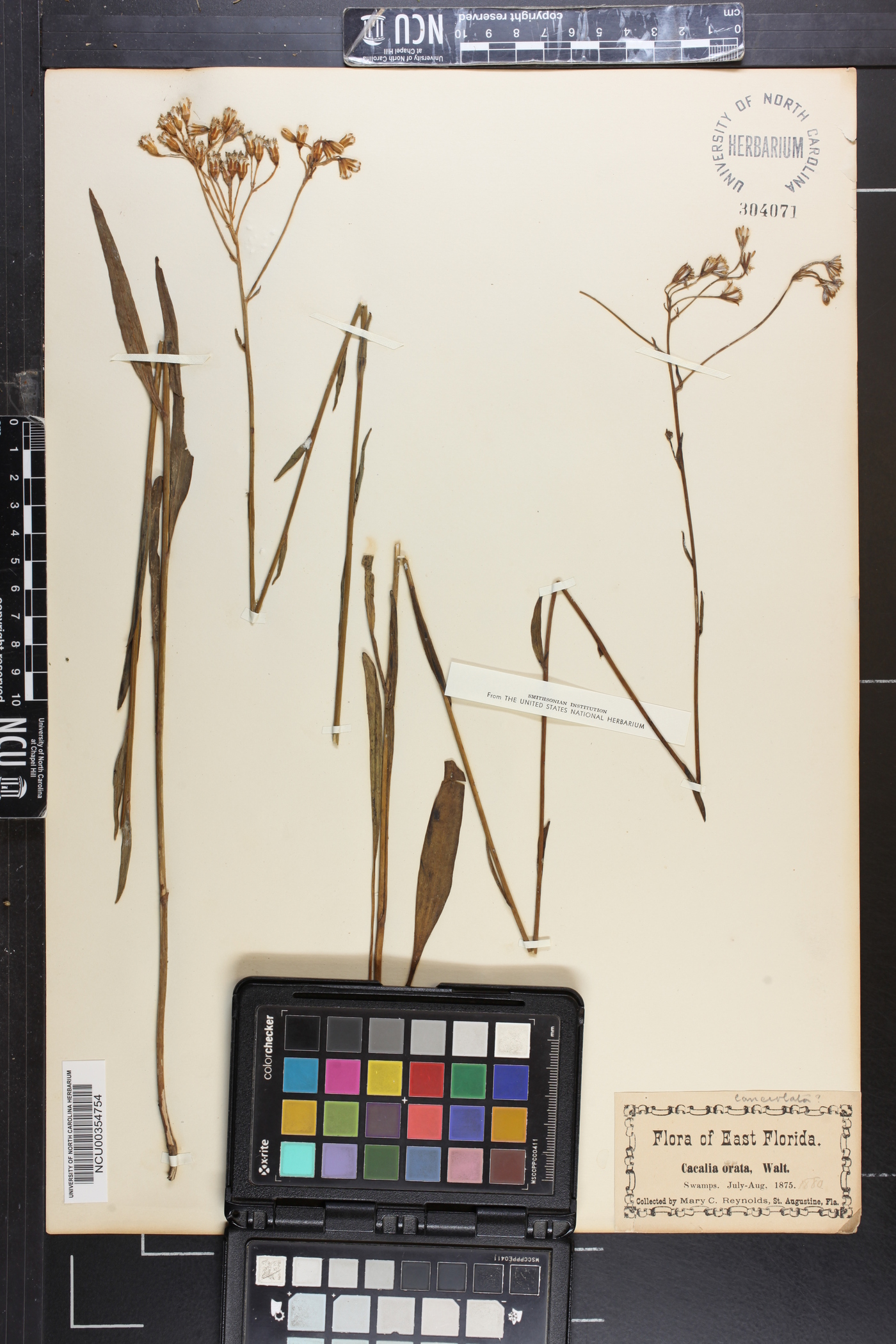 Arnoglossum ovatum image