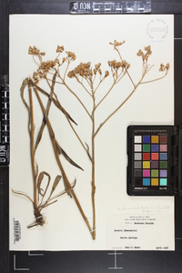 Arnoglossum ovatum image