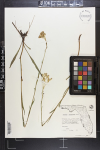 Arnoglossum ovatum image