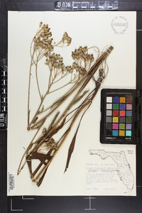 Arnoglossum ovatum image