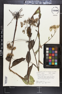 Arnoglossum ovatum image