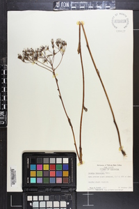 Arnoglossum ovatum image