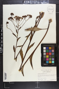 Arnoglossum ovatum image