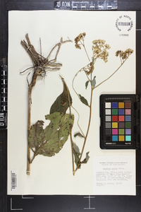 Arnoglossum ovatum image