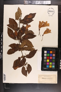 Bignonia capreolata image