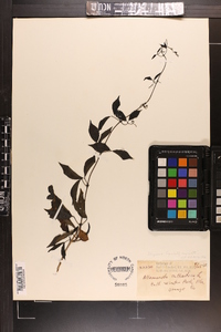 Bignonia capreolata image
