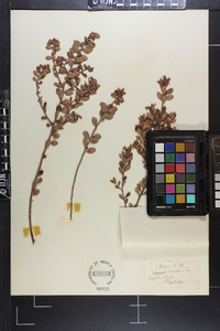 Vaccinium myrsinites image