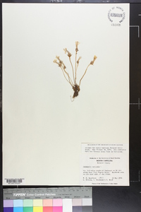 Orobanche uniflora image