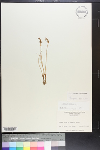 Orobanche uniflora image