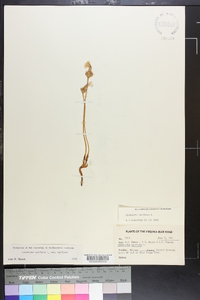 Orobanche uniflora image