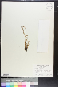 Orobanche uniflora image