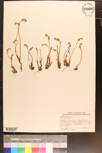 Orobanche uniflora image