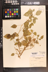 Physalis pubescens image