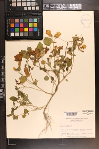 Physalis pubescens image