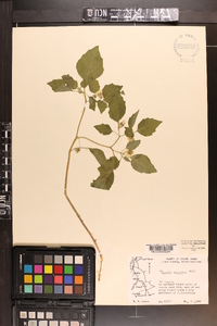 Physalis virginiana image