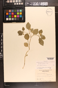 Physalis virginiana image