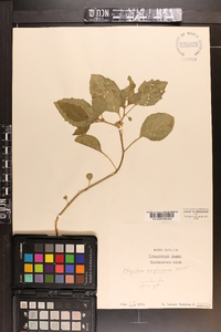 Physalis virginiana image