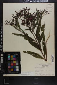 Vernonia gigantea subsp. gigantea image