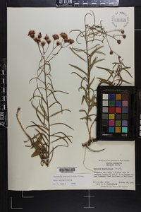 Vernonia angustifolia image