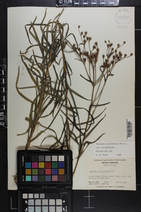 Vernonia angustifolia image