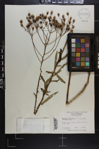 Vernonia angustifolia var. scaberrima image