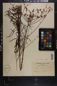 Vernonia angustifolia image